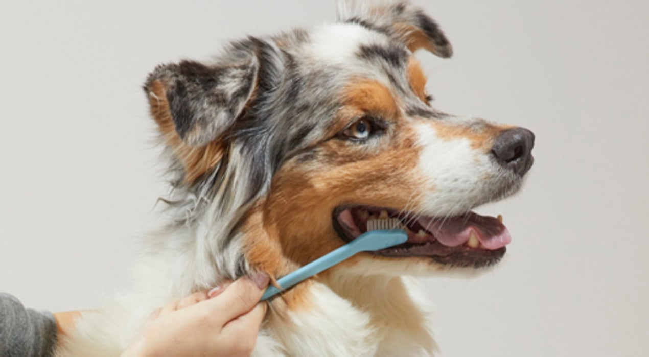 Pet Dental Care Petco